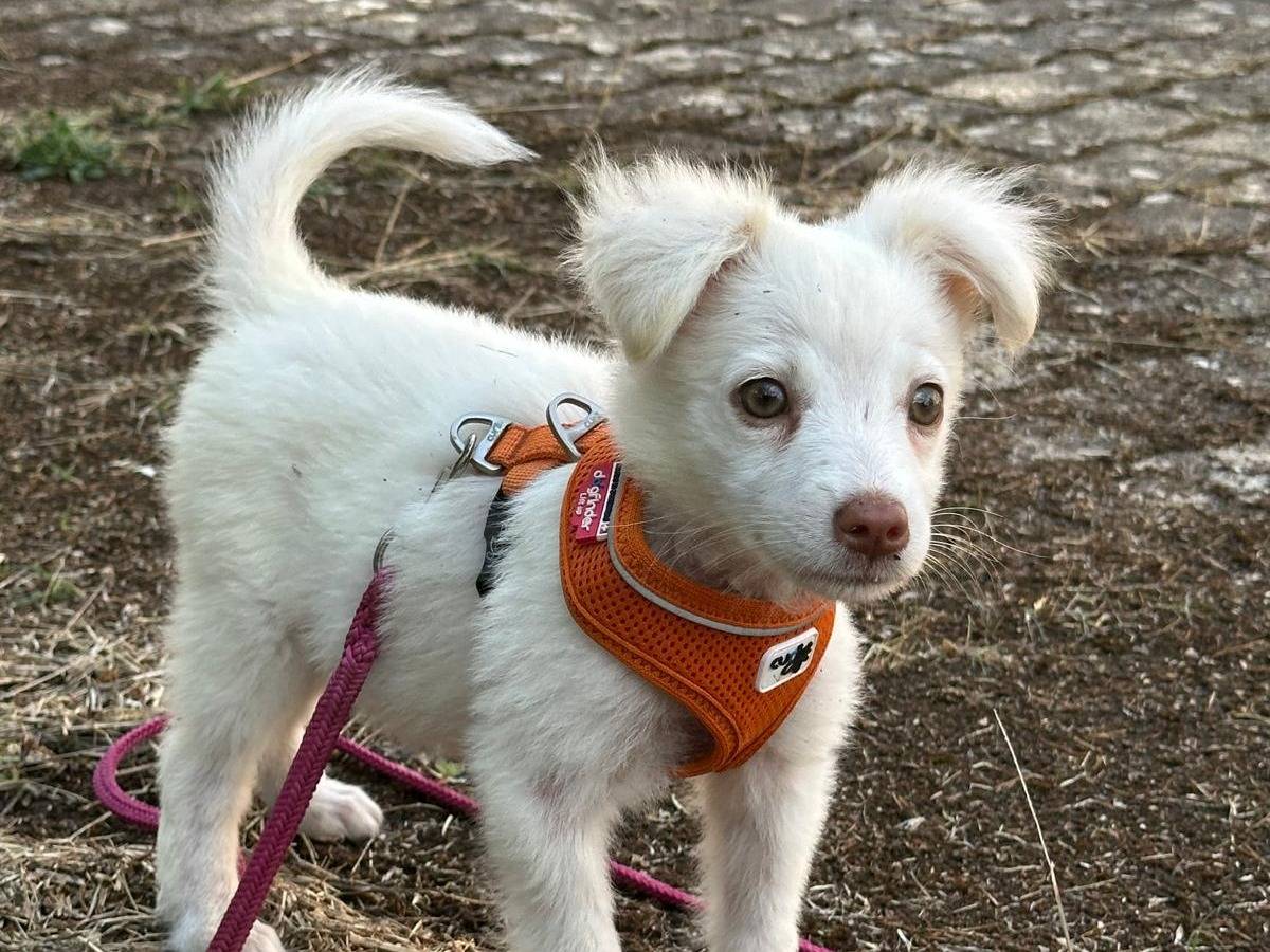 Adozione cane, femmina, Razza sconosciuta Razza sconosciuta, 2 mesi, taglia piccola, Bari