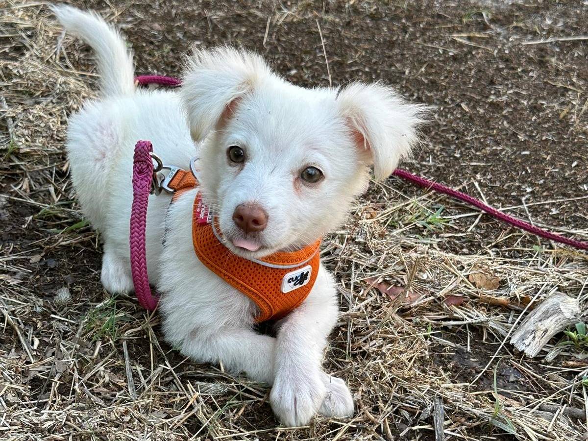 Adotta un cane, taglia piccola, femmina, Bari
