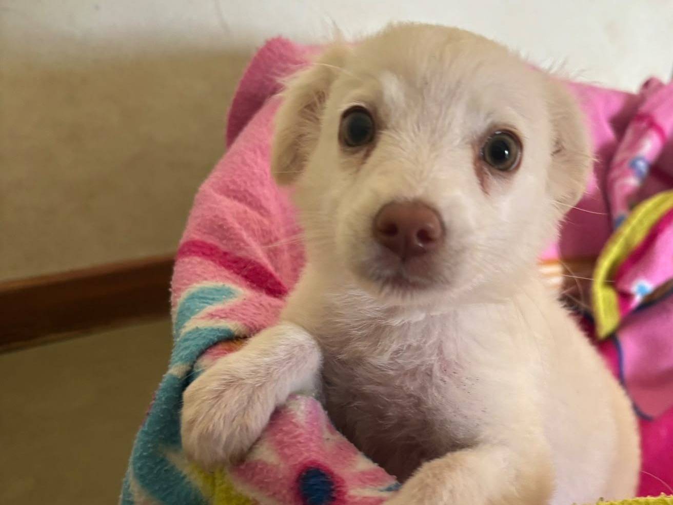 Vuoi adottare un cane a Bari?