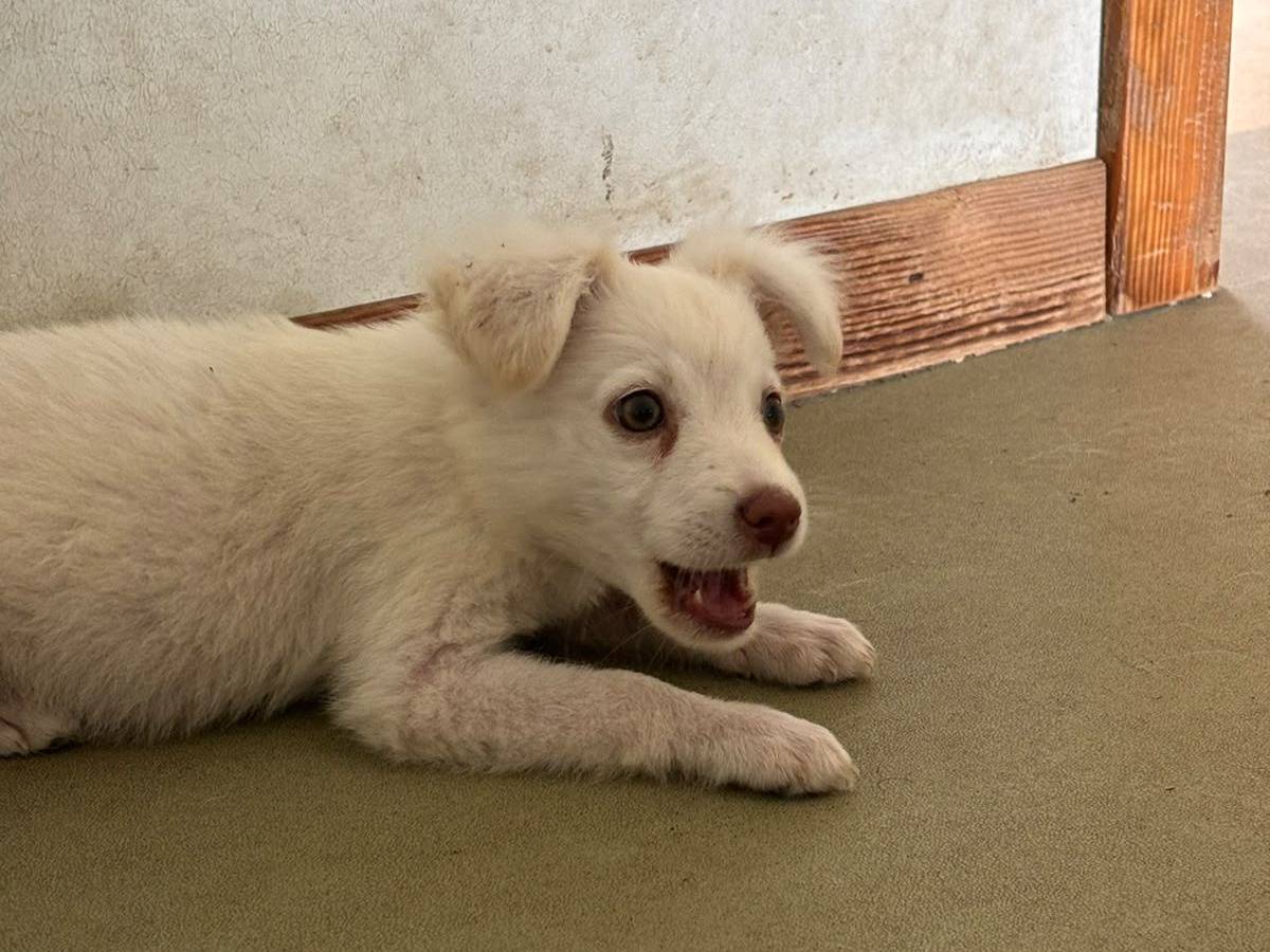 Adotta il cane Lulù a Bari