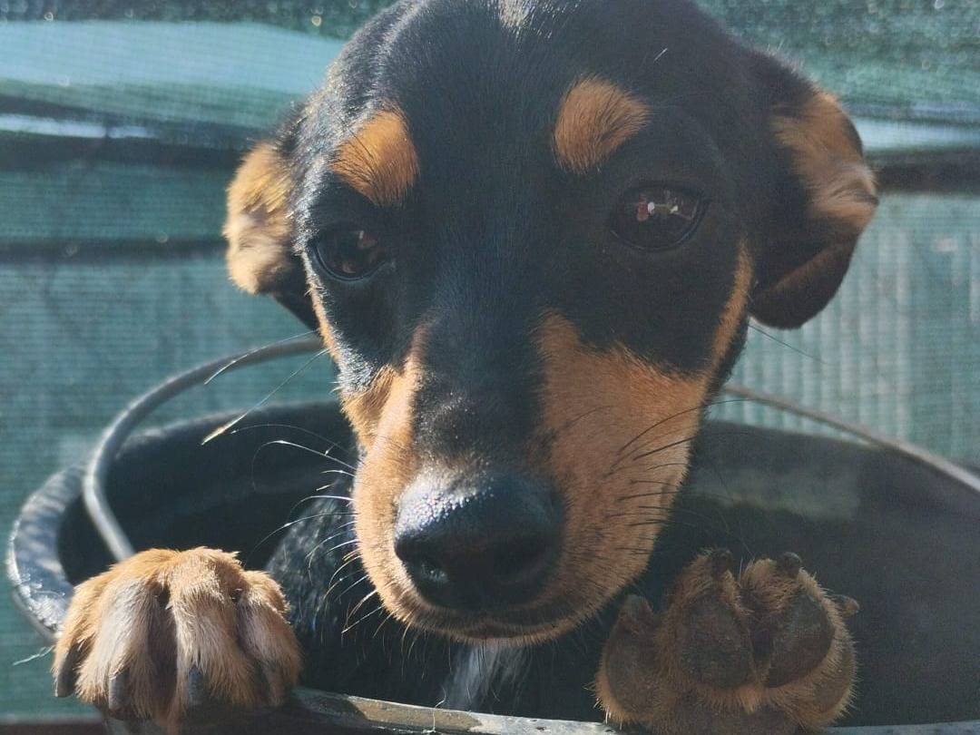 Adozione cane, maschio, Pinscher Razza sconosciuta, 1 anno, taglia piccola, Vibo