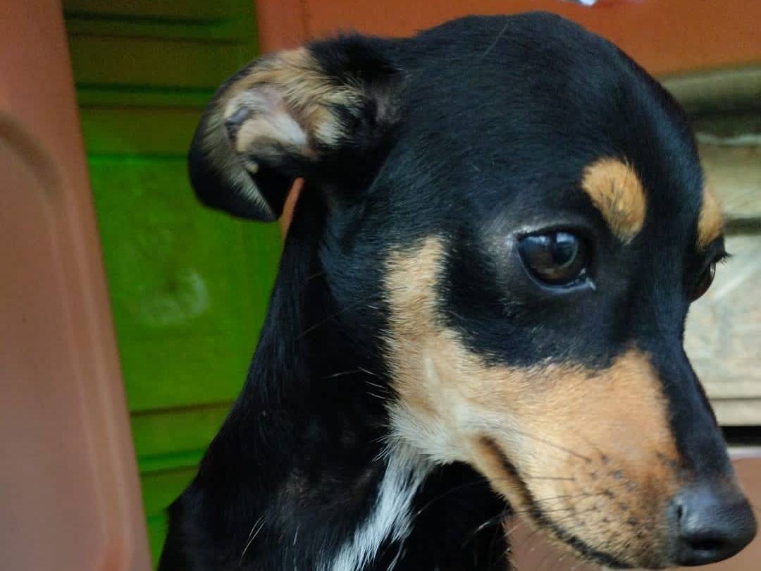 Adotta un cane, maschio, 1 anno, Vibo