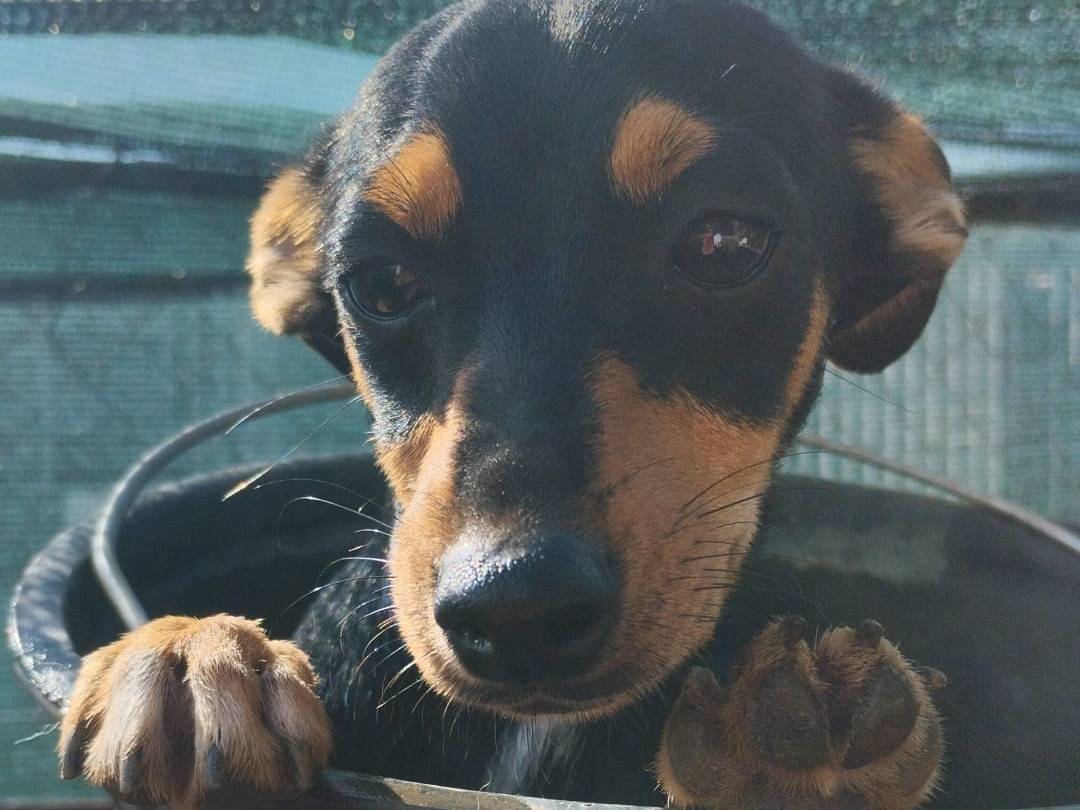 Adotta un cane, taglia piccola, maschio, Vibo
