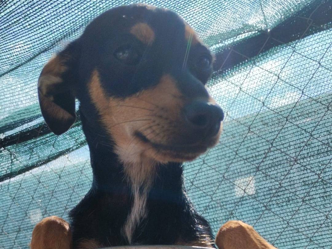 Vuoi adottare un cane a Vibo?