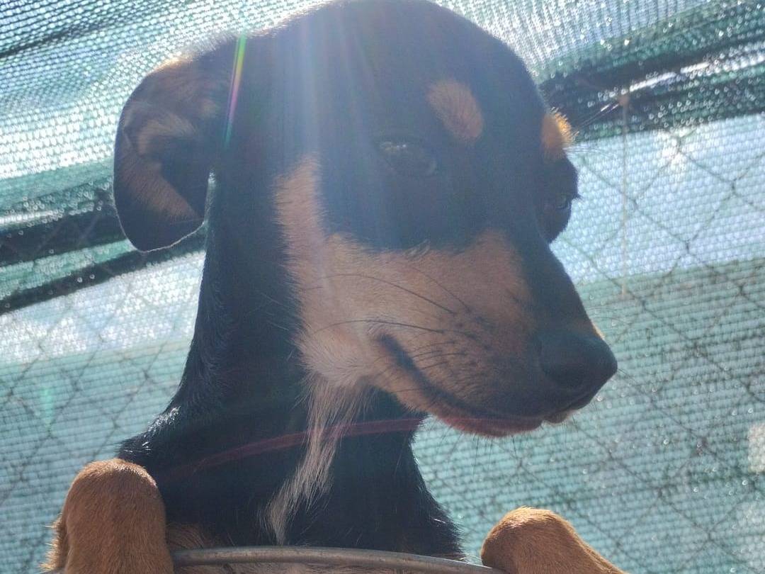 Adotta il cane ROI a Vibo