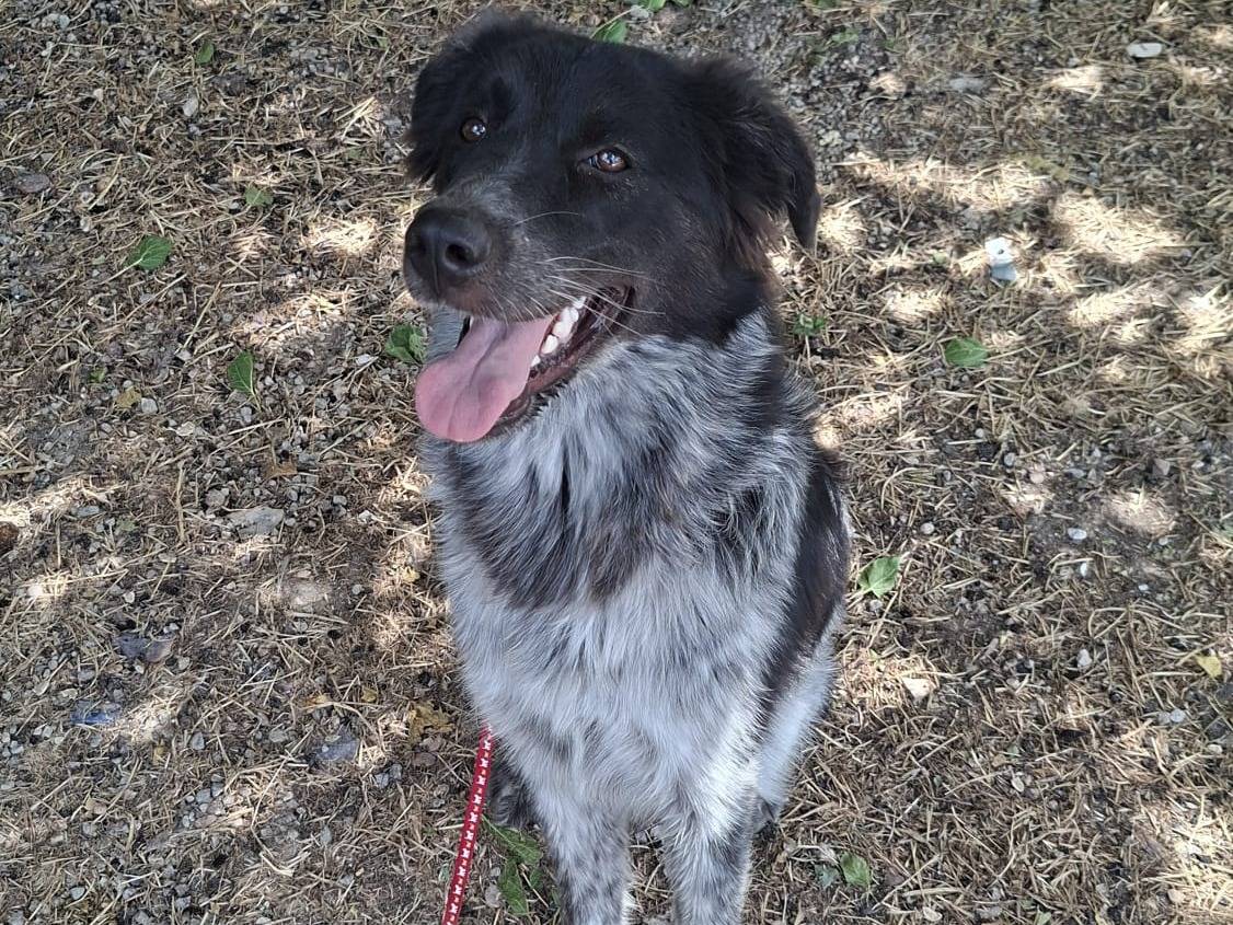 Adozione cane, maschio, Razza sconosciuta Razza sconosciuta, 1 anno, taglia media, Arezzo