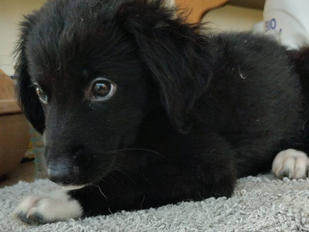 Adozione cane, maschio, Razza sconosciuta Razza sconosciuta, 3 mesi, taglia media contenuta, Vibo
