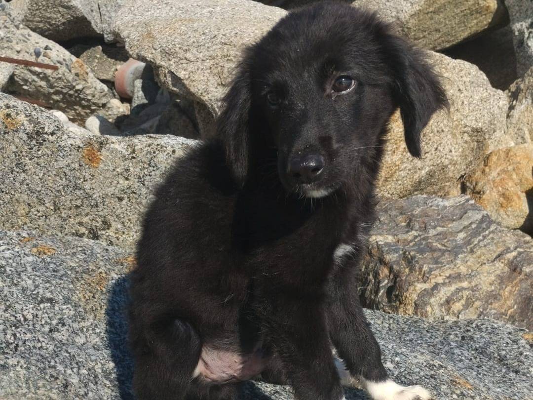 Adotta un cane, maschio, 3 mesi, Vibo