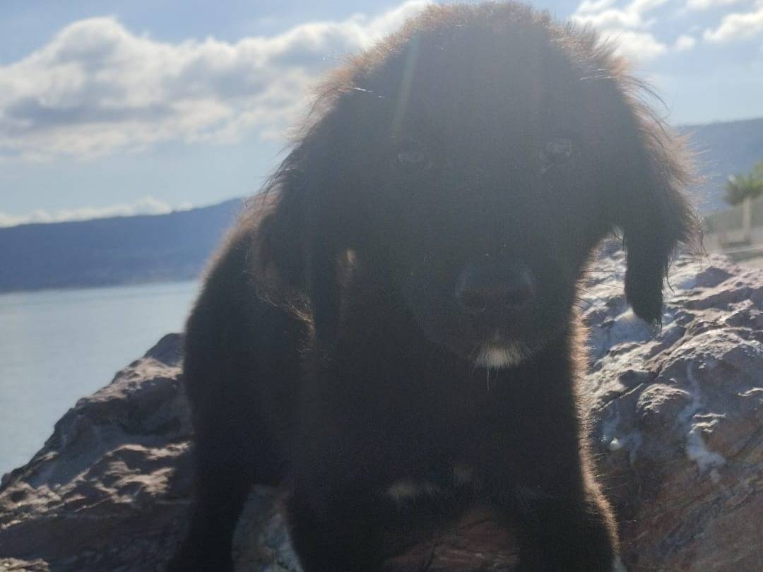 Adotta un cane, taglia media contenuta, maschio, Vibo