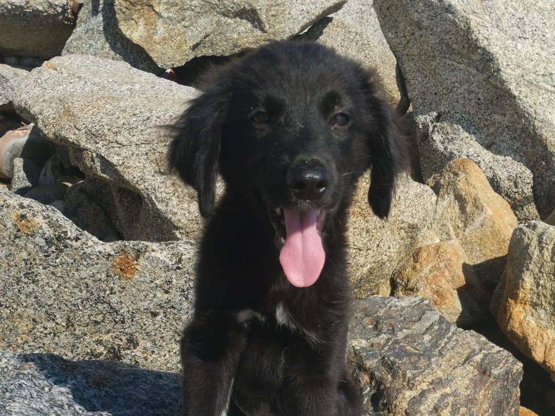 Vuoi adottare un cane a Vibo?