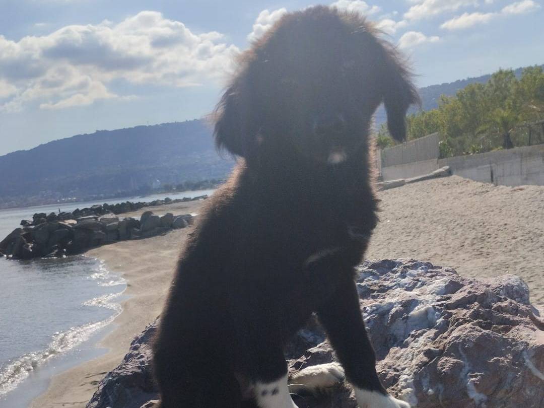 Adotta il cane AKIRA a Vibo