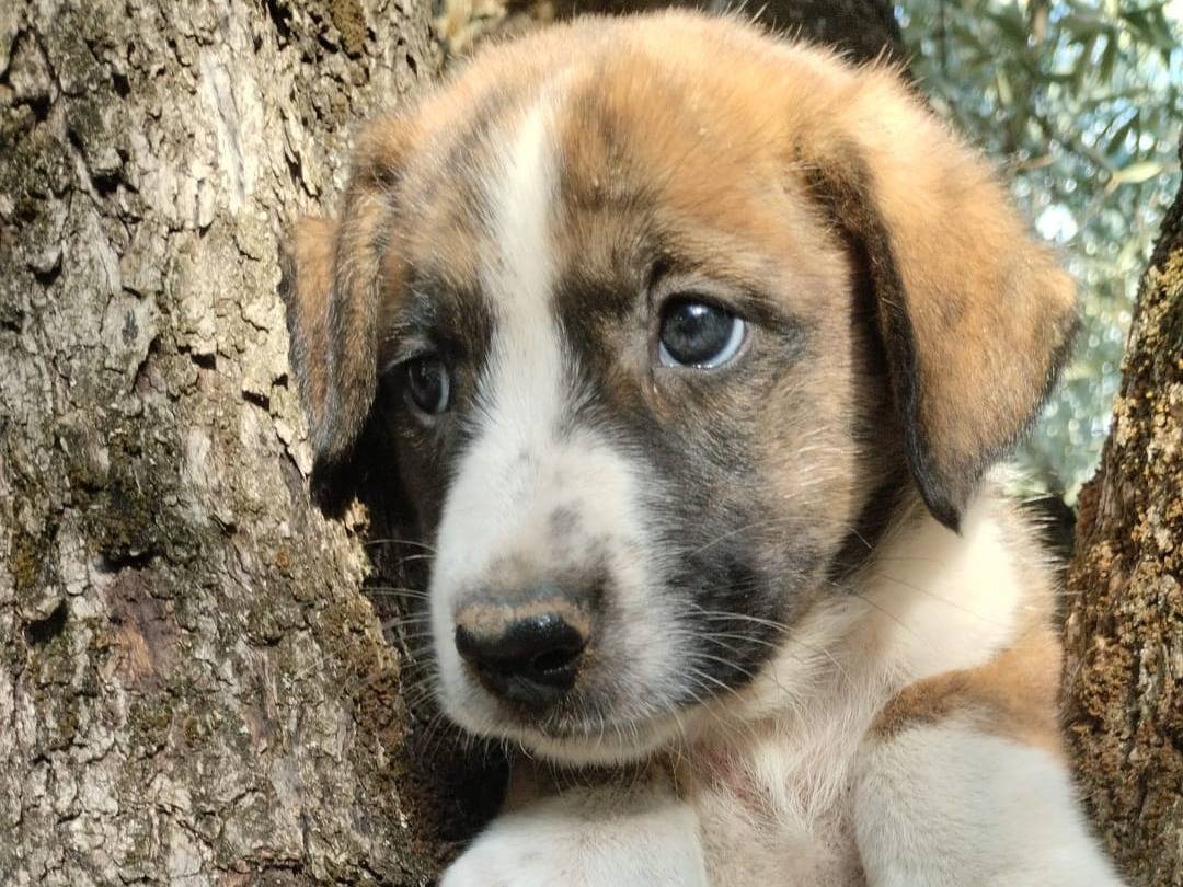 Adozione cane, maschio, Razza sconosciuta Razza sconosciuta, 3 mesi, taglia media, Vibo