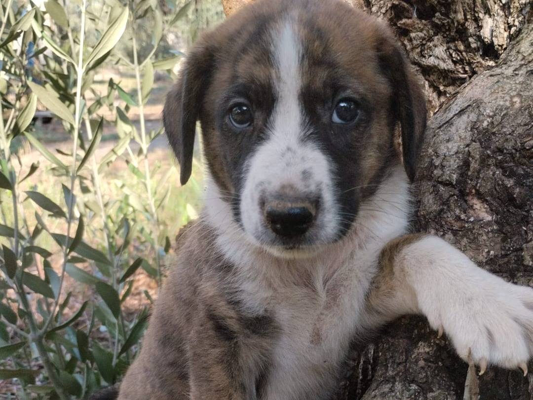 Adotta un cane, maschio, 3 mesi, Vibo
