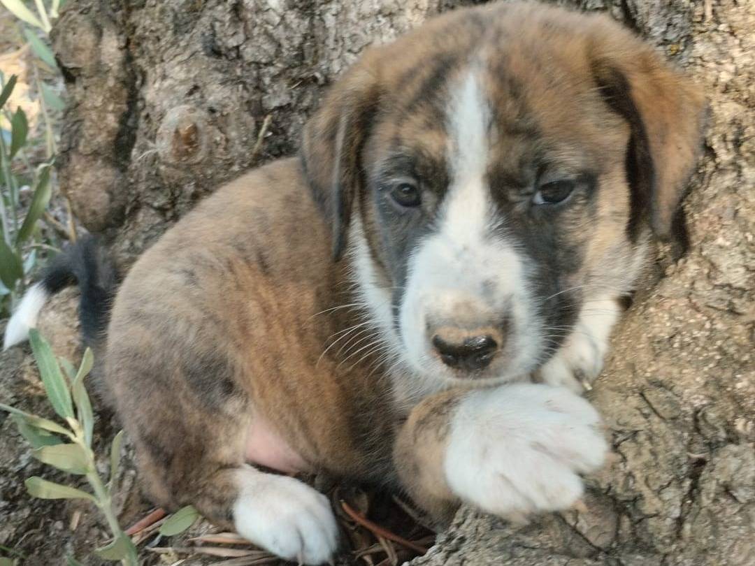 Adotta un cane, taglia media, maschio, Vibo