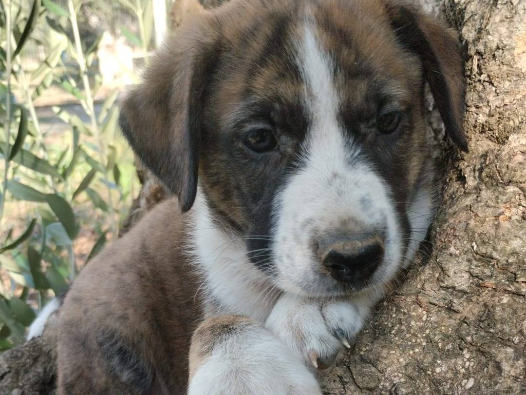 Vuoi adottare un cane a Vibo?