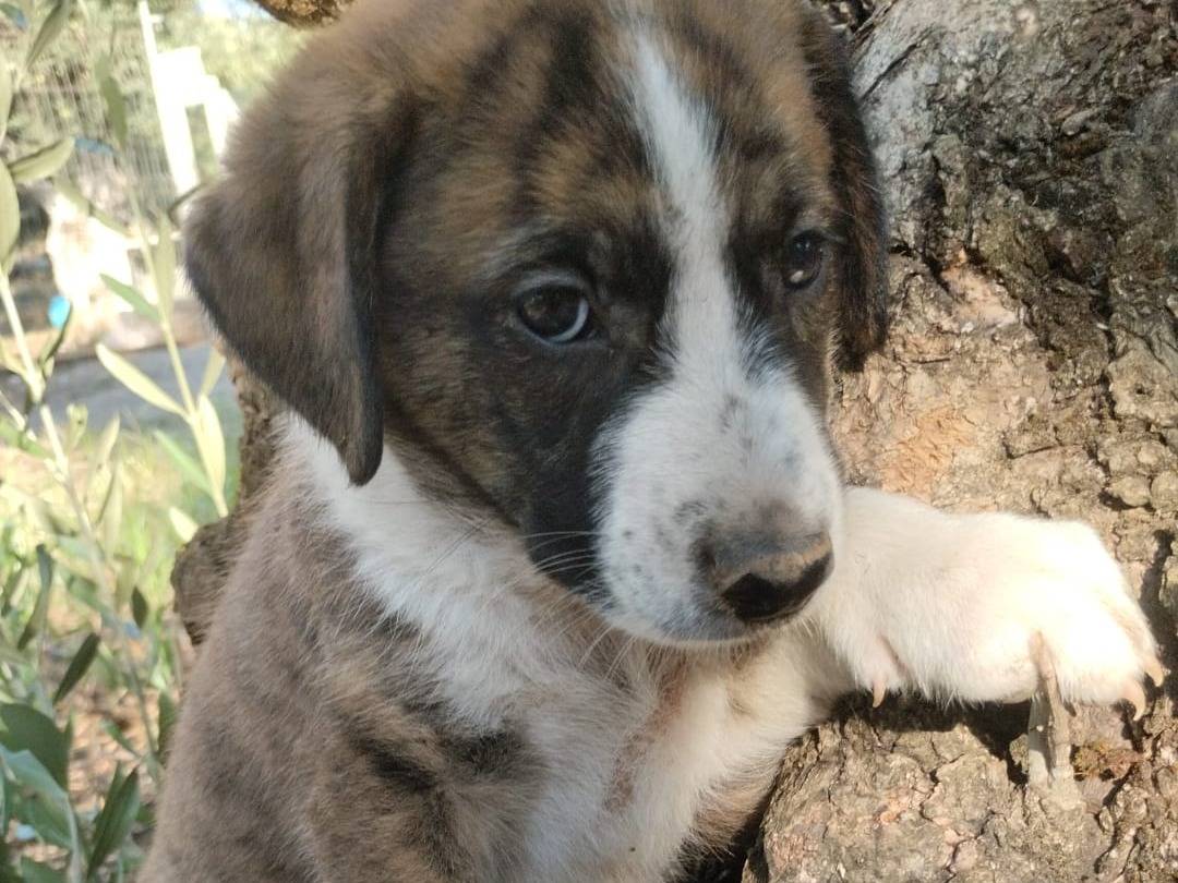 Adotta il cane BALTO a Vibo