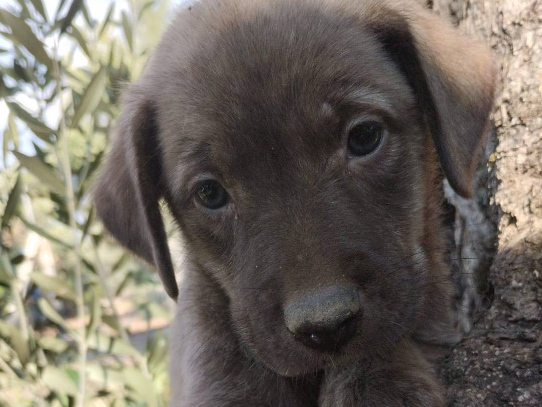Adozione cane, femmina, Razza sconosciuta Razza sconosciuta, 3 mesi, taglia media, Vibo
