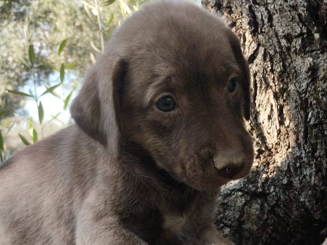 Adotta un cane, femmina, 3 mesi, Vibo
