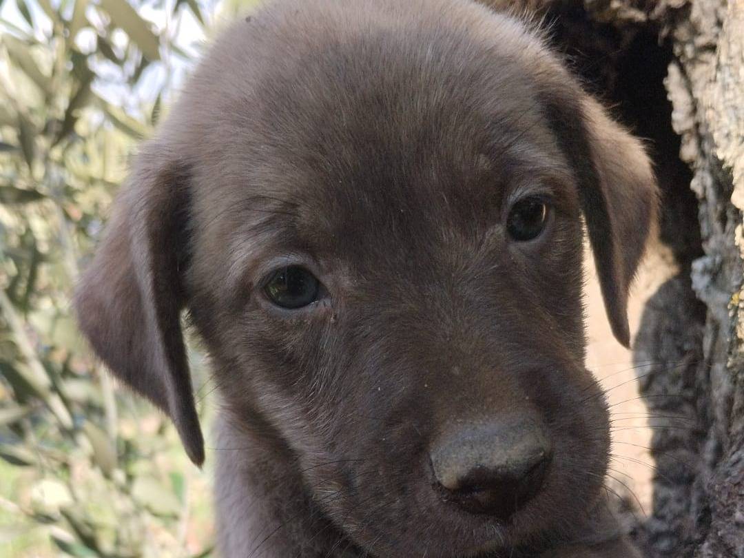 Adotta un cane, taglia media, femmina, Vibo