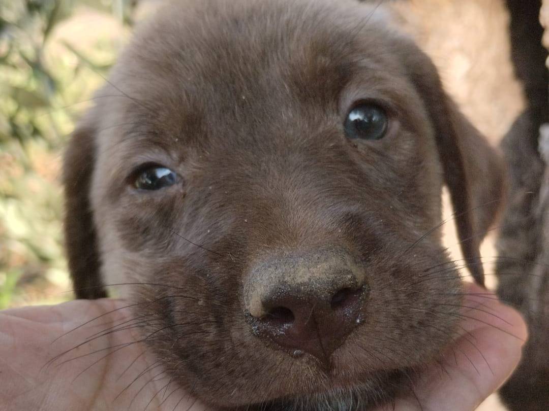Vuoi adottare un cane a Vibo?