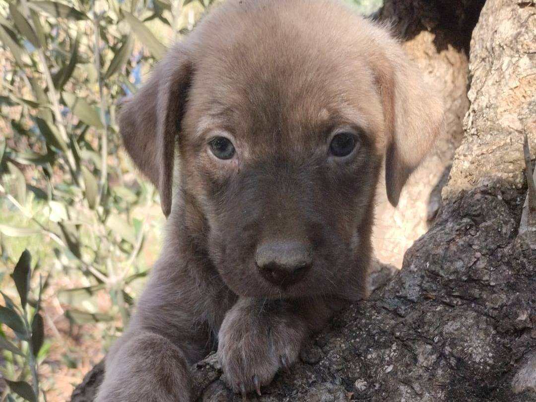 Adotta il cane ALBA a Vibo