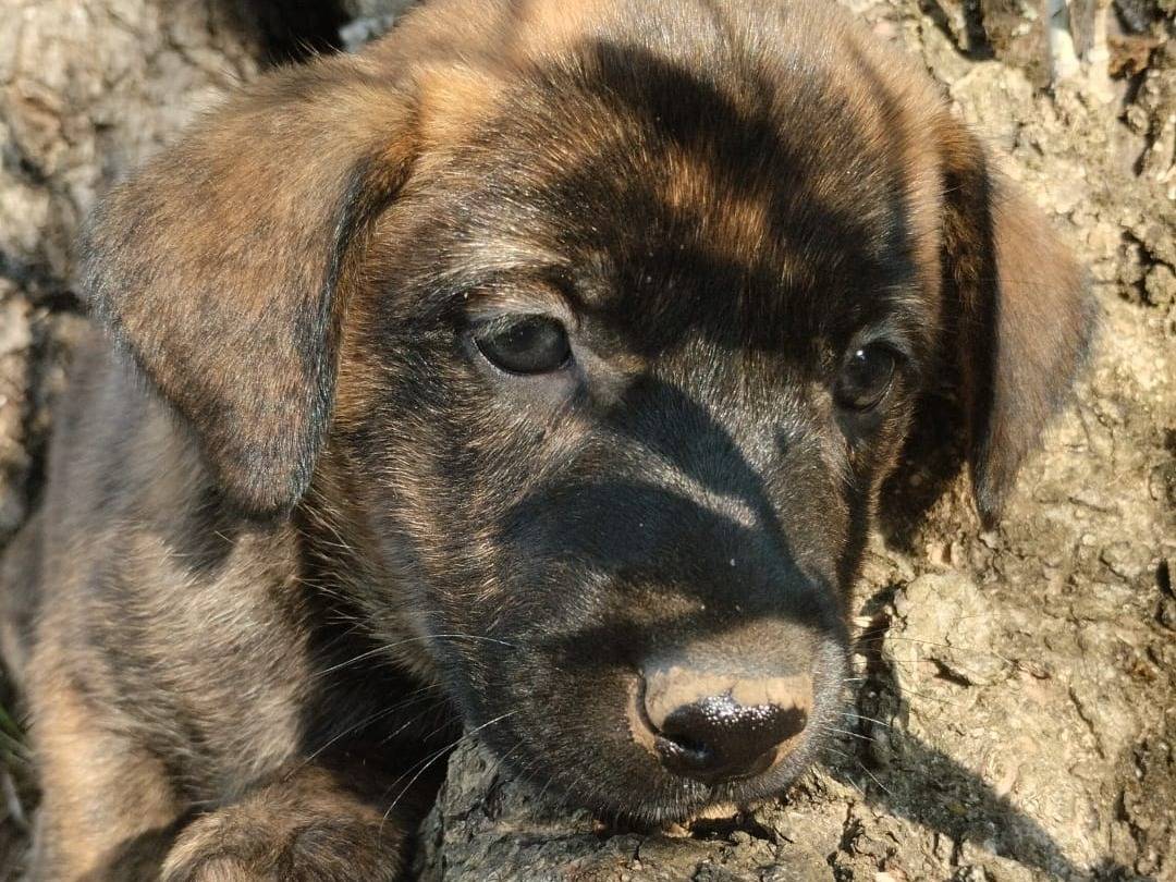 Adozione cane, femmina, Razza sconosciuta Razza sconosciuta, 3 mesi, taglia media, Vibo