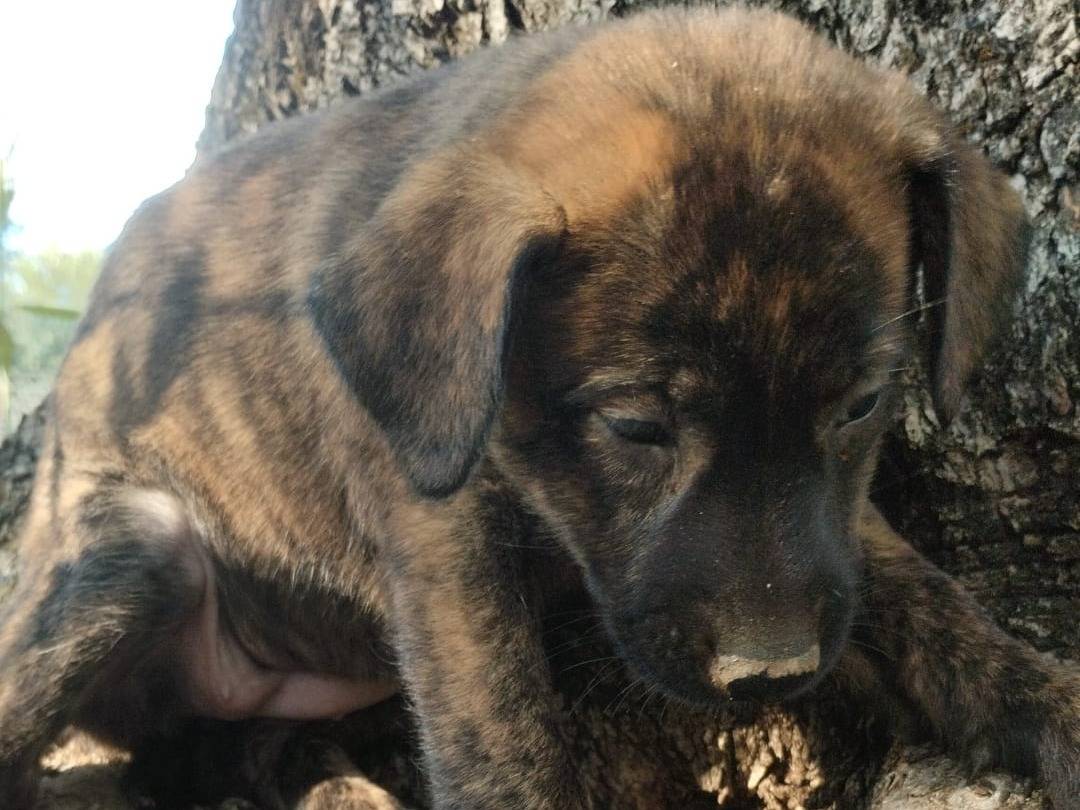 Adotta un cane, femmina, 3 mesi, Vibo