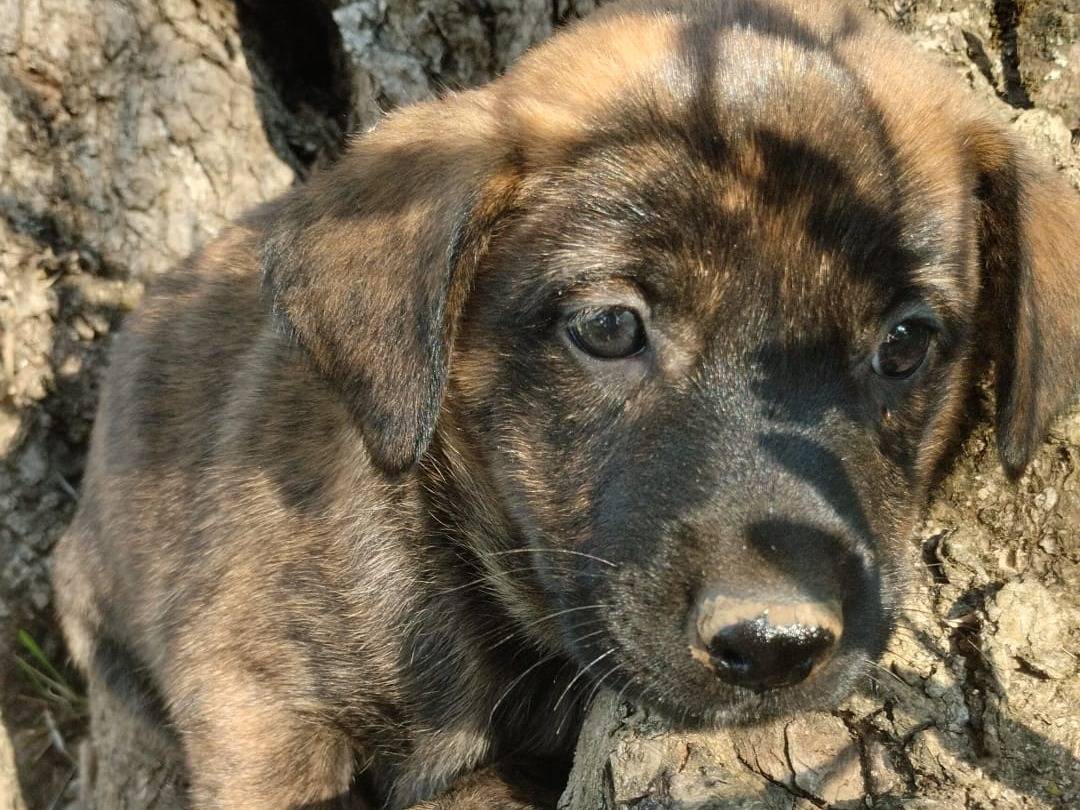 Adotta un cane, taglia media, femmina, Vibo
