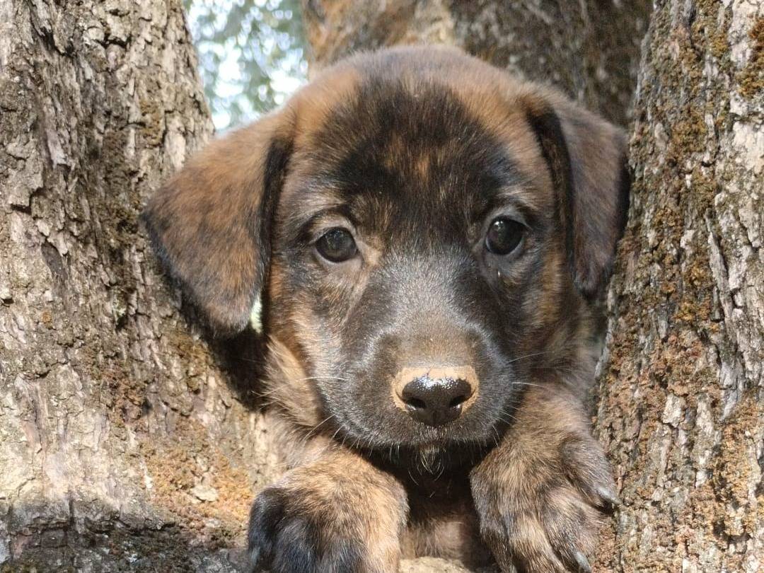 Vuoi adottare un cane a Vibo?