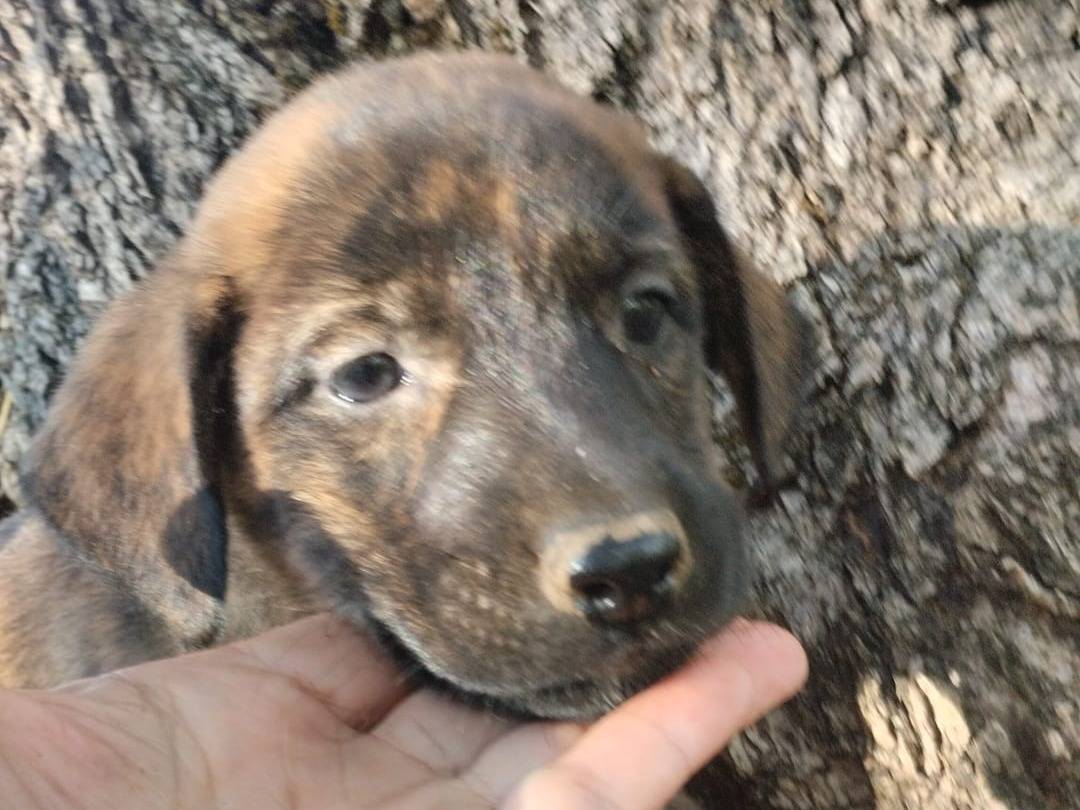 Adotta il cane GEMMA a Vibo
