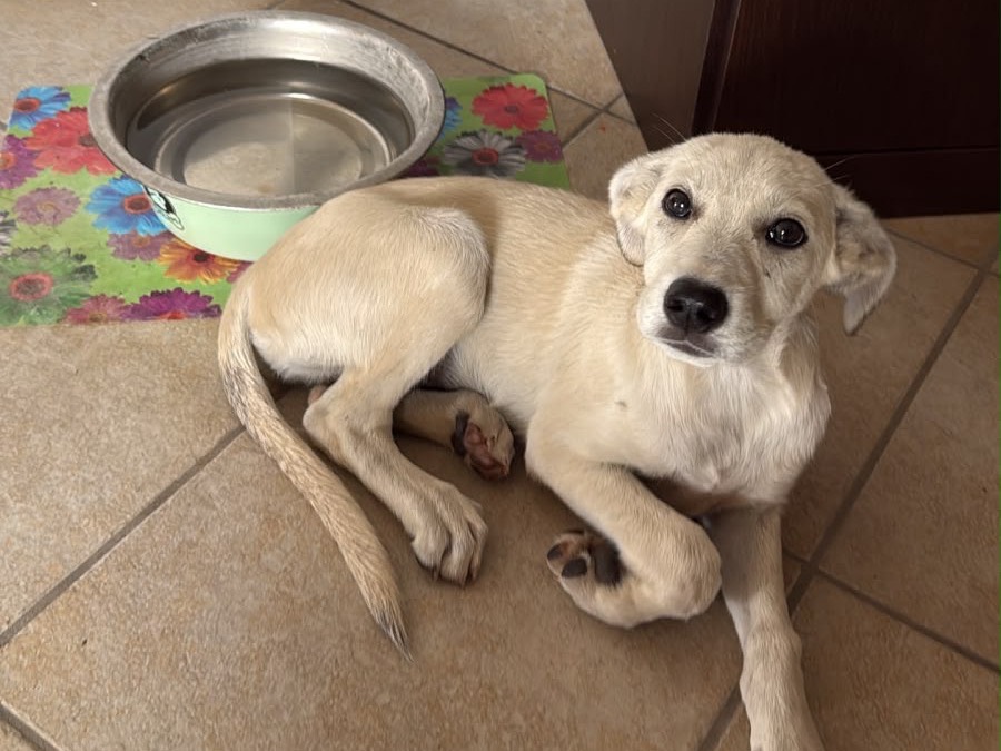 Adozione cane, femmina, Razza sconosciuta Razza sconosciuta, 3 mesi, taglia media, Cosenza