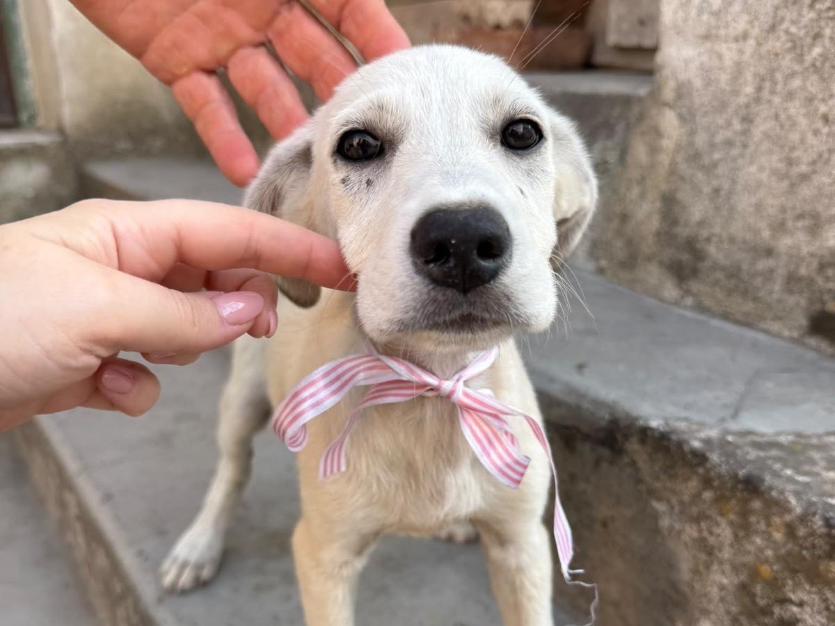 Adotta un cane, taglia media, femmina, Cosenza