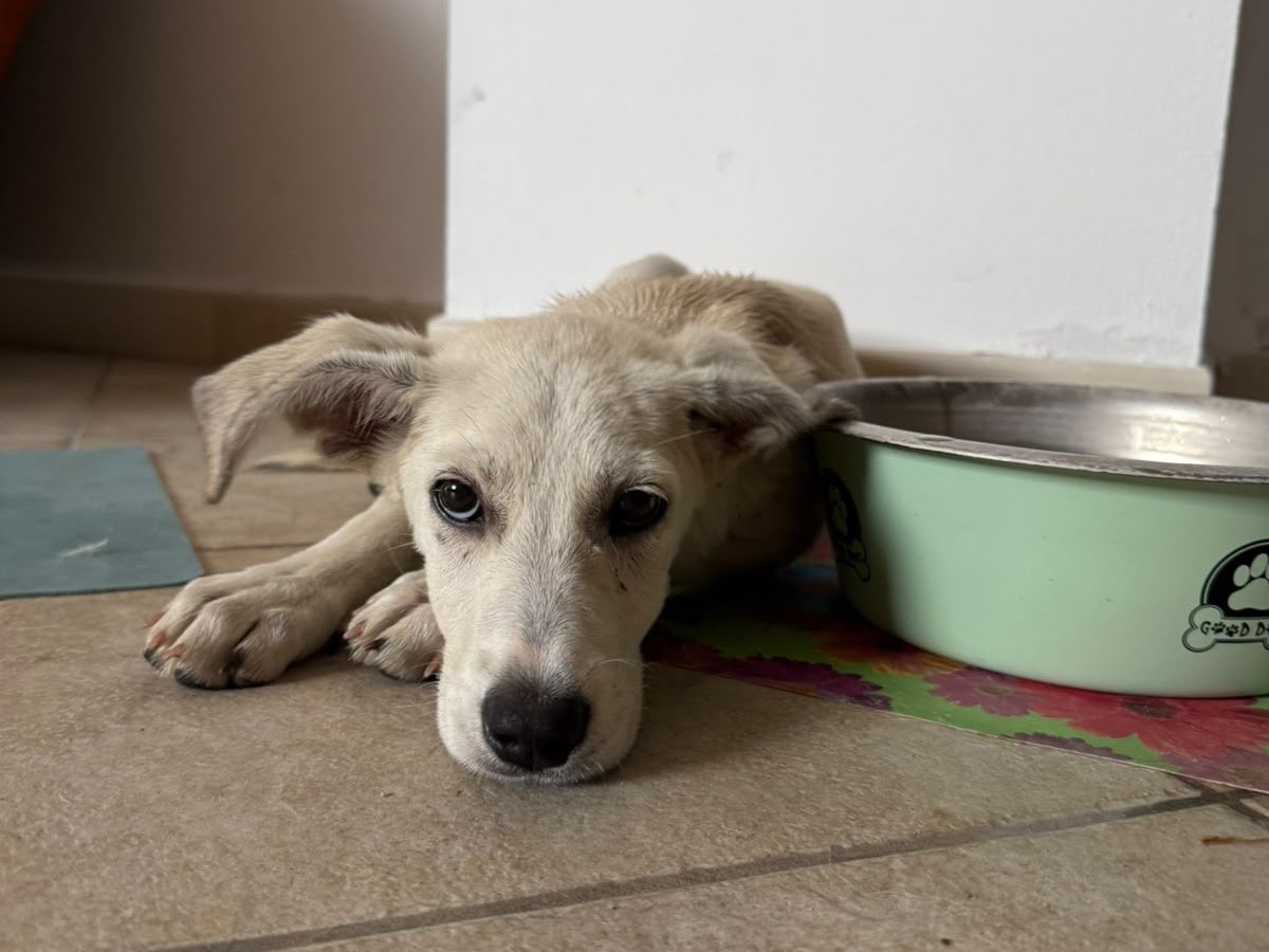 Vuoi adottare un cane a Cosenza?