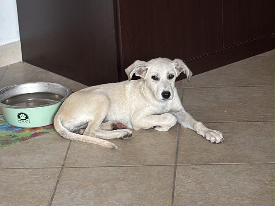 Adotta un cane, femmina, 3 mesi, Cosenza