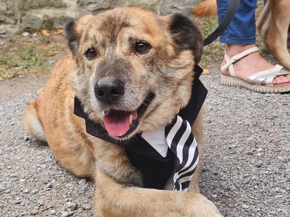 Adotta un cane, maschio, 2 anni e 5 mesi, Pavia