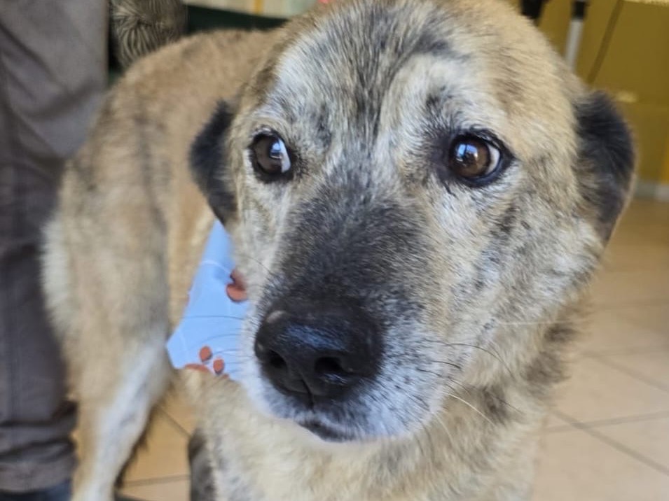 Adotta un cane, taglia media, maschio, Pavia