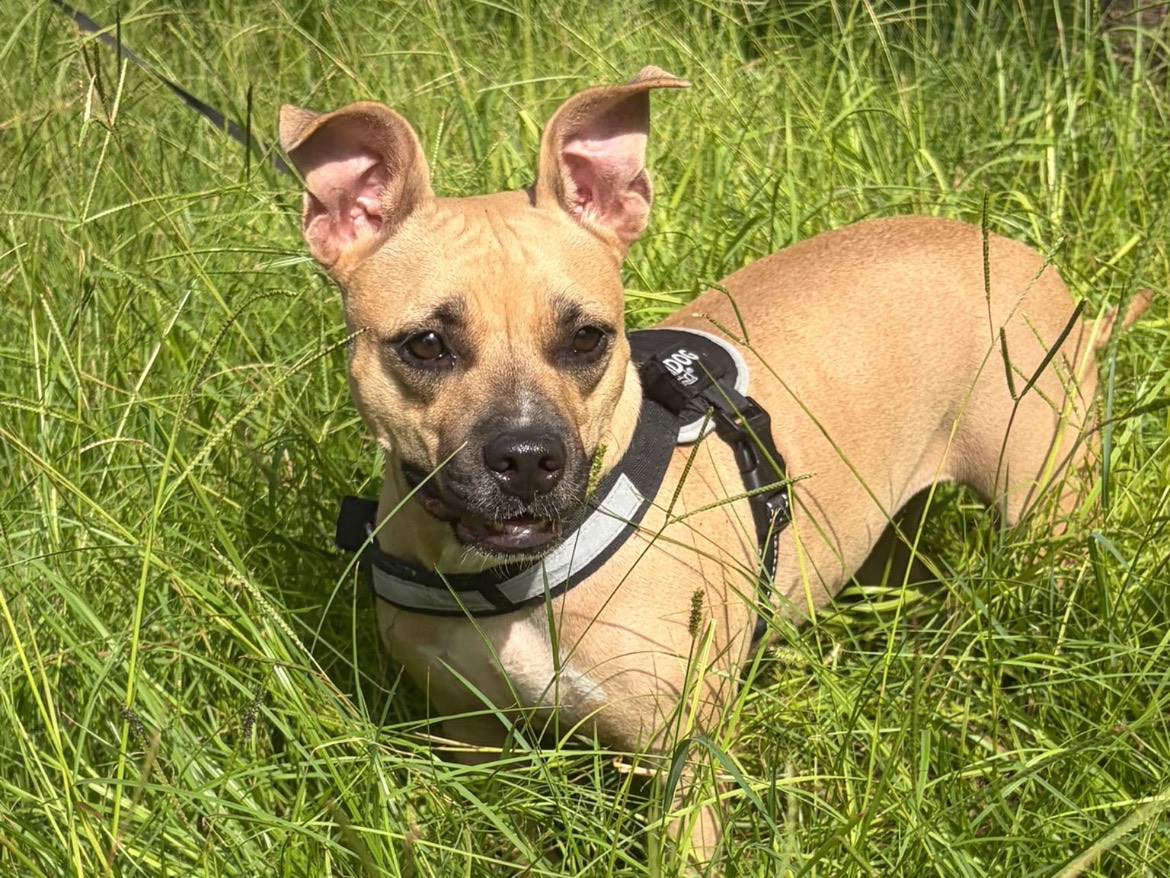 Adozione cane, femmina, Pitbull Razza sconosciuta, 2 anni e 9 mesi, taglia media contenuta, Siracusa