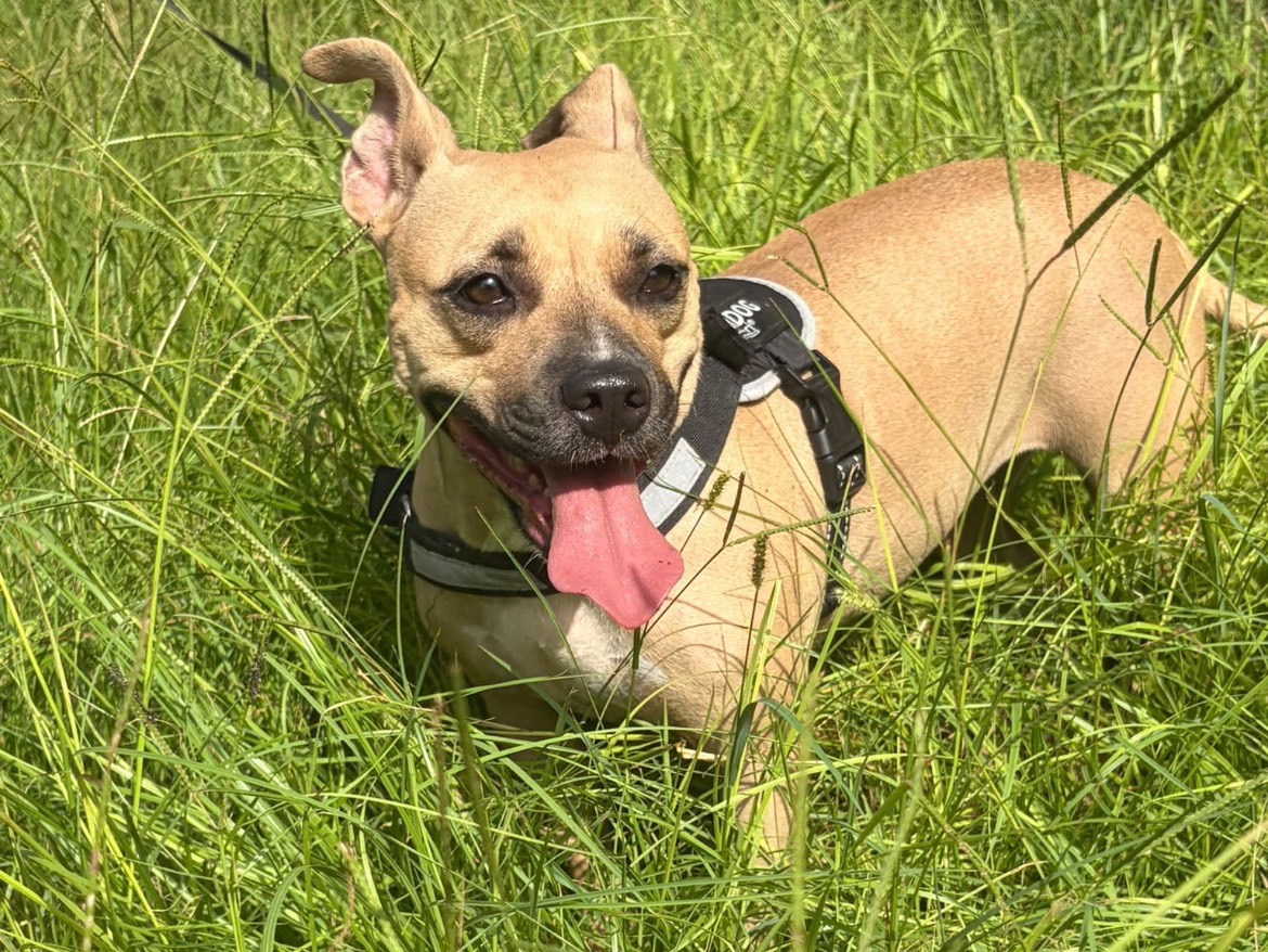 Adotta un cane, femmina, 2 anni e 9 mesi, Siracusa