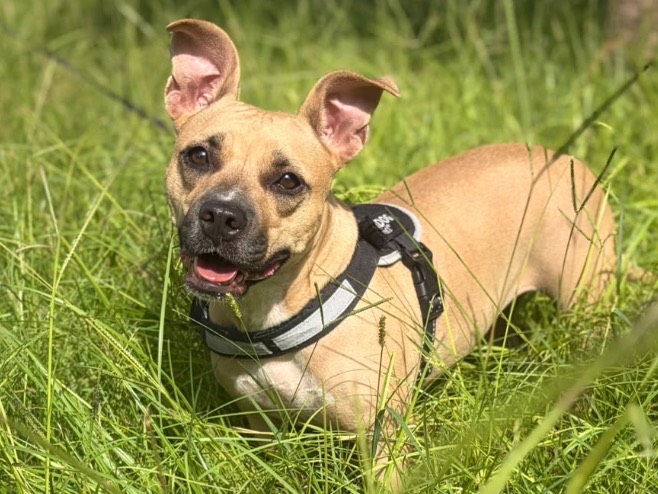Adotta un cane, taglia media contenuta, femmina, Siracusa