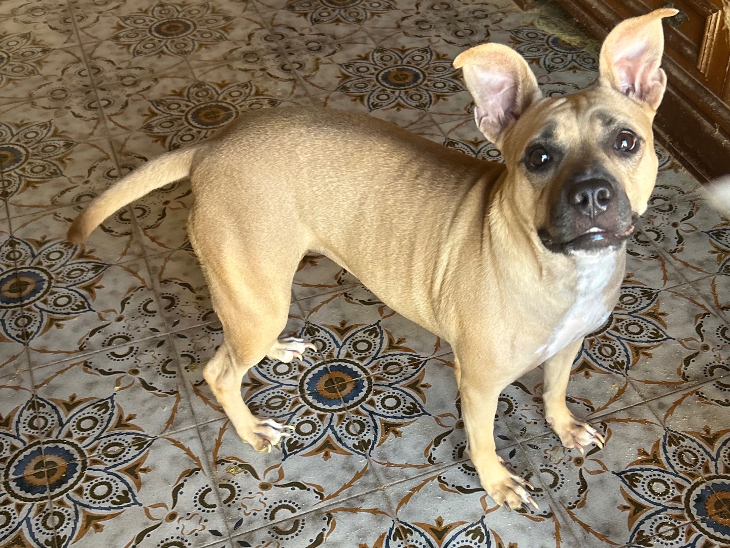 Vuoi adottare un cane a Siracusa?