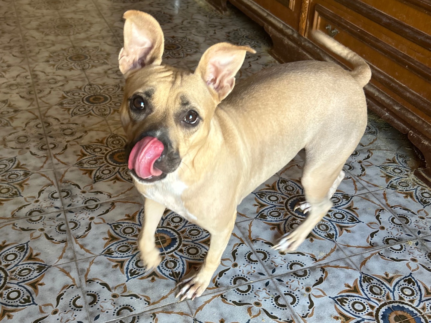 Adotta il cane Luce a Siracusa