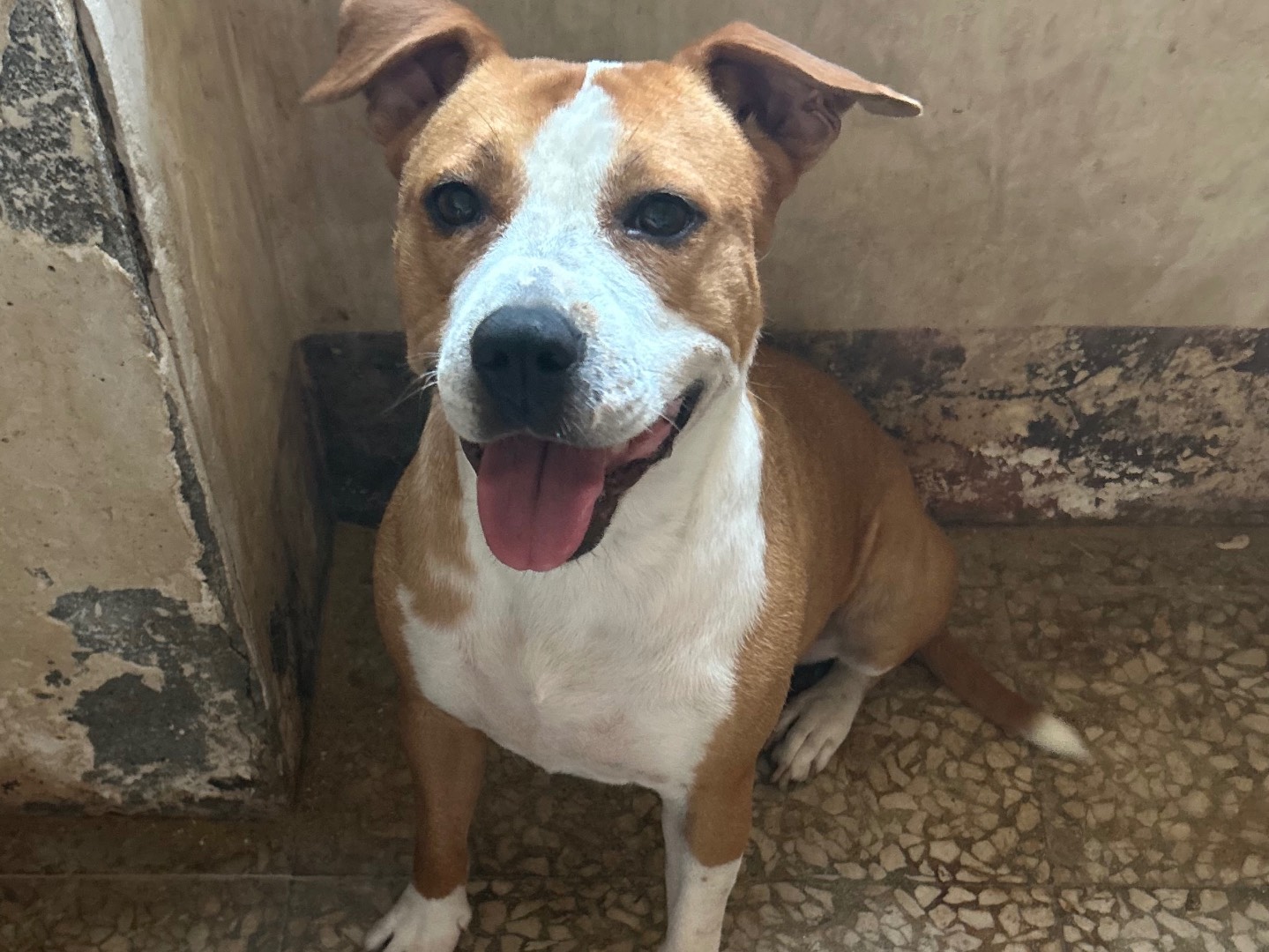 Adozione cane, femmina, Pitbull Razza sconosciuta, 3 anni e 5 mesi, taglia media, Siracusa