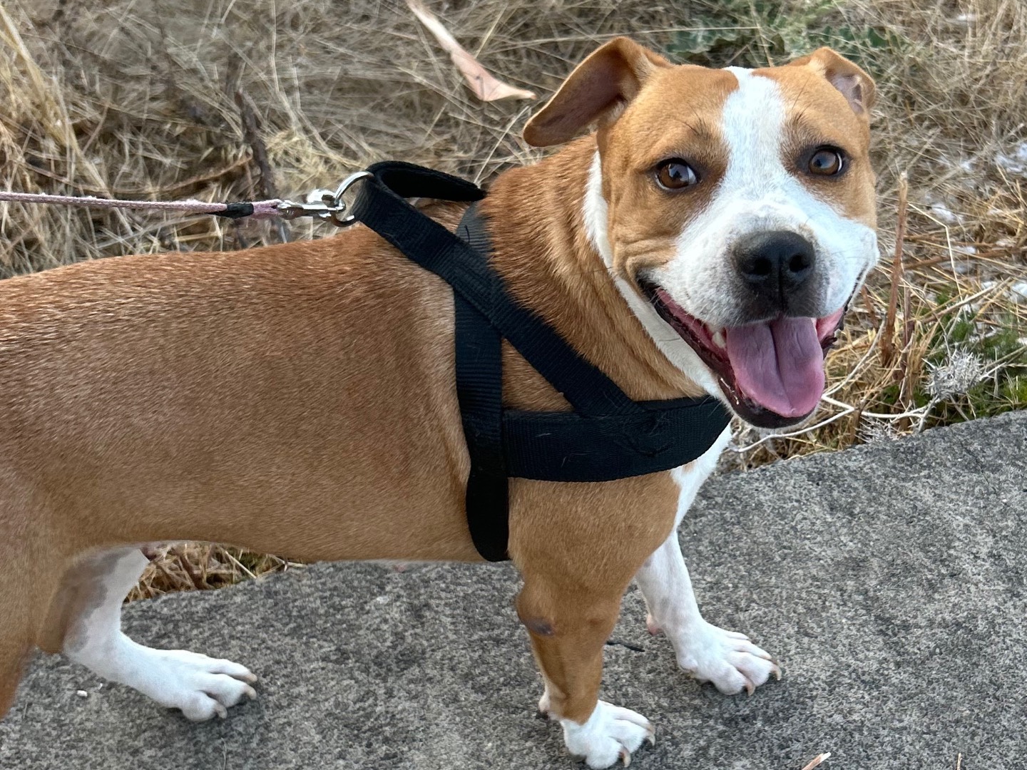 Adotta un cane, femmina, 3 anni e 5 mesi, Siracusa