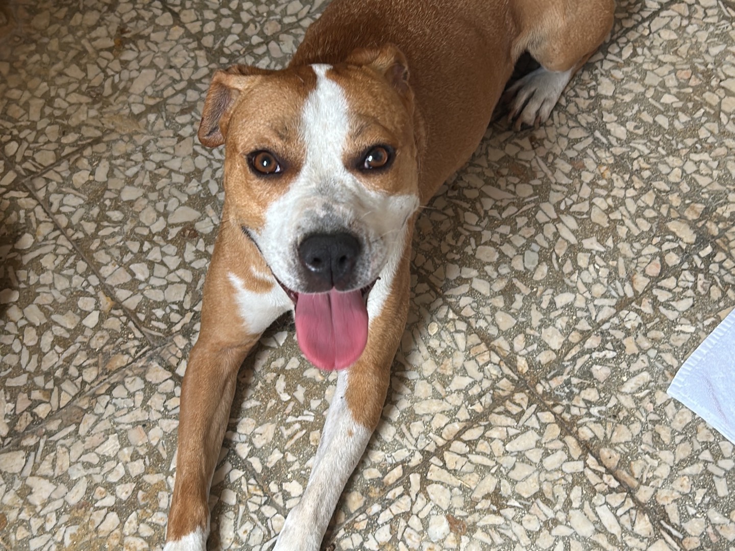 Adotta un cane, taglia media, femmina, Siracusa