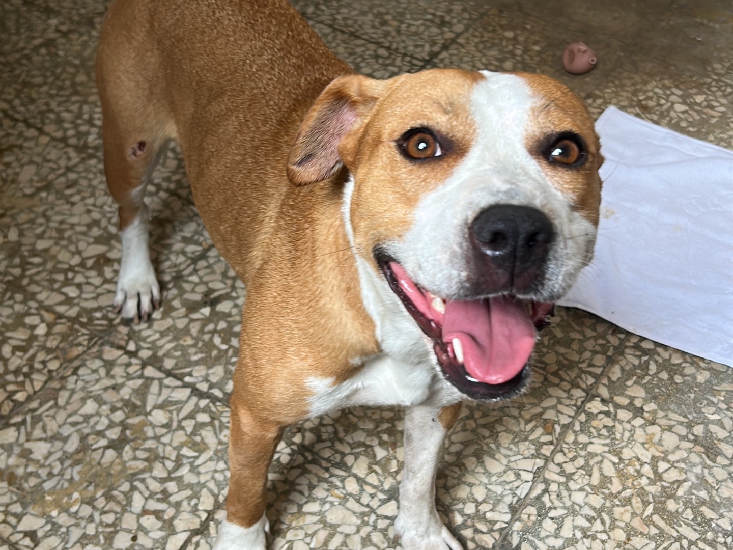 Vuoi adottare un cane a Siracusa?
