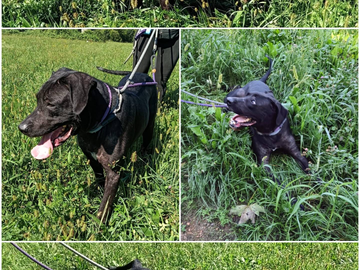 Adotta un cane, maschio, 2 anni e 4 mesi, Varese