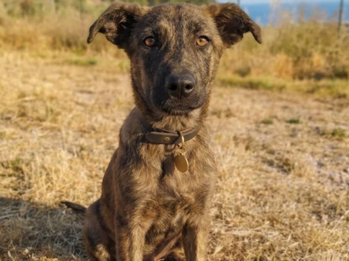 Adozione cane, maschio, Razza sconosciuta Razza sconosciuta, 1 anno e 2 mesi, taglia media contenuta, Varese