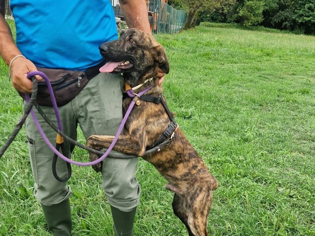 Adotta un cane, maschio, 1 anno e 2 mesi, Varese