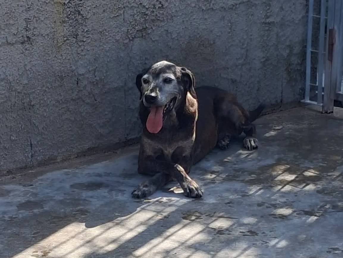 Adozione cane, maschio, Razza sconosciuta Razza sconosciuta, 11 anni, taglia media, Vibo
