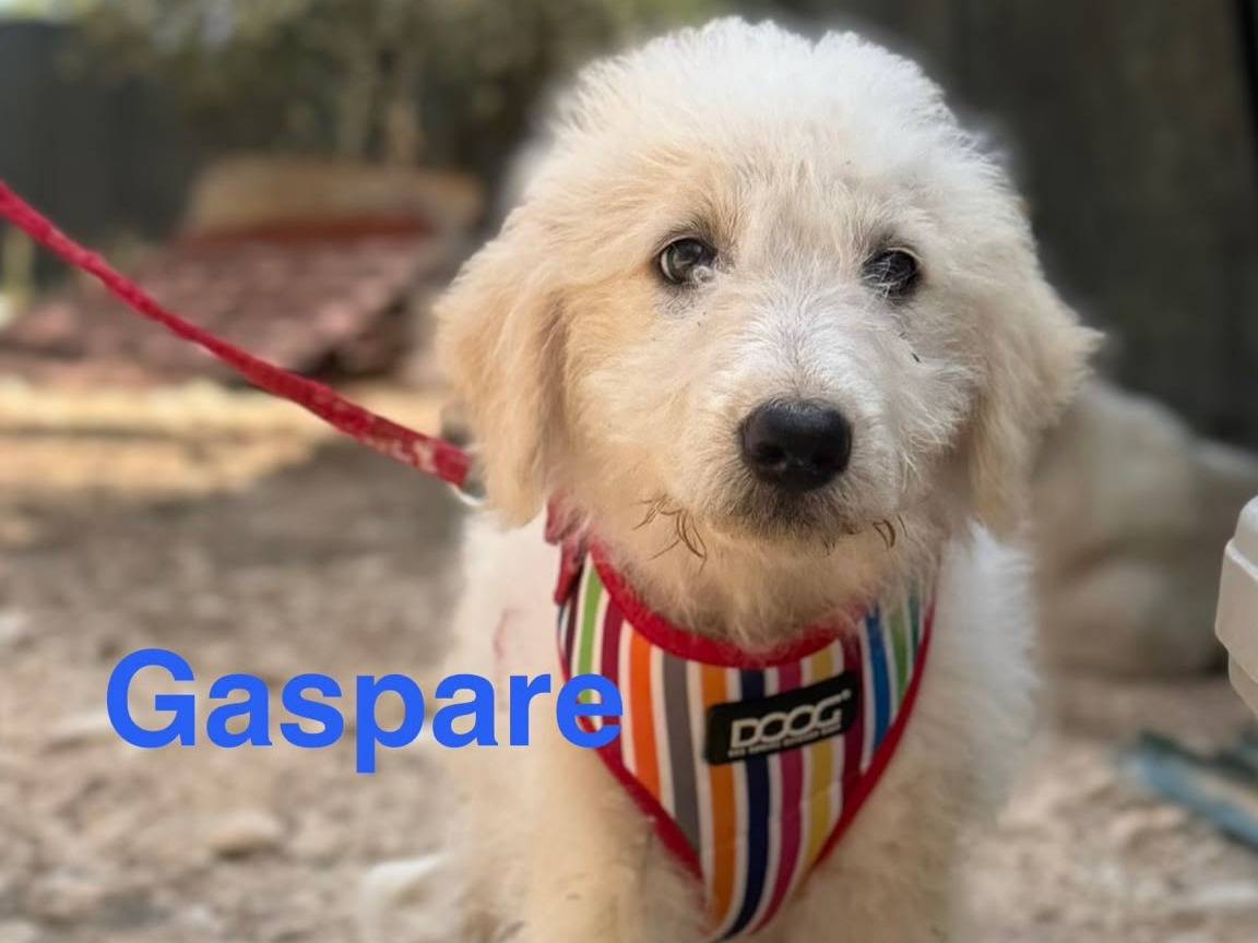 Adozione cane, maschio, Pastore maremmano Spinone, 2 mesi, taglia grande, Lecce